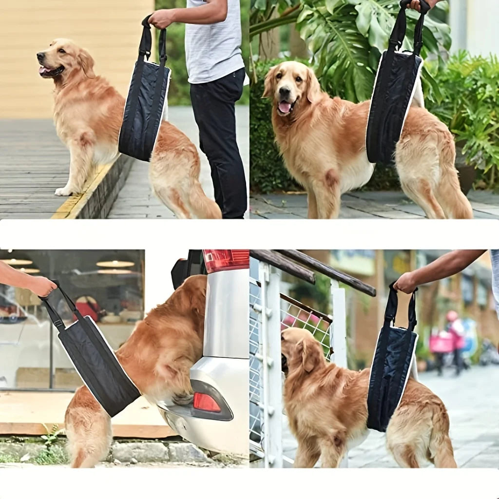 Owner walking a golden retriever outdoors, using the PawLift sling to support the dog's back legs