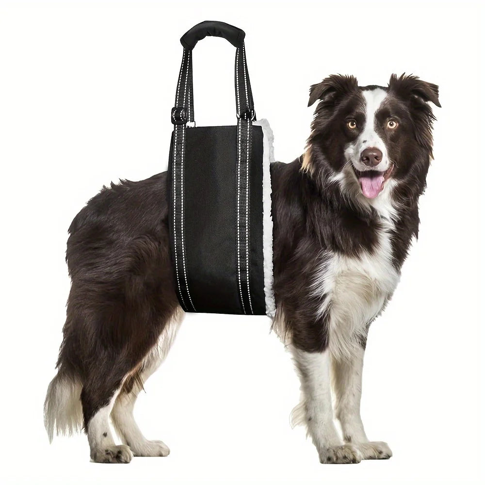 Border collie sitting beside the PawLift rear support sling