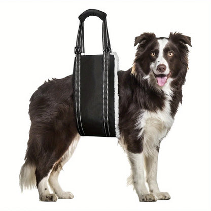 Border collie sitting beside the PawLift rear support sling